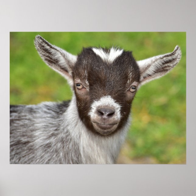 Poster Pet Goat Kid (Frente)