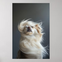 Pet Grooming Salon Boutique Chihuahua Retrait