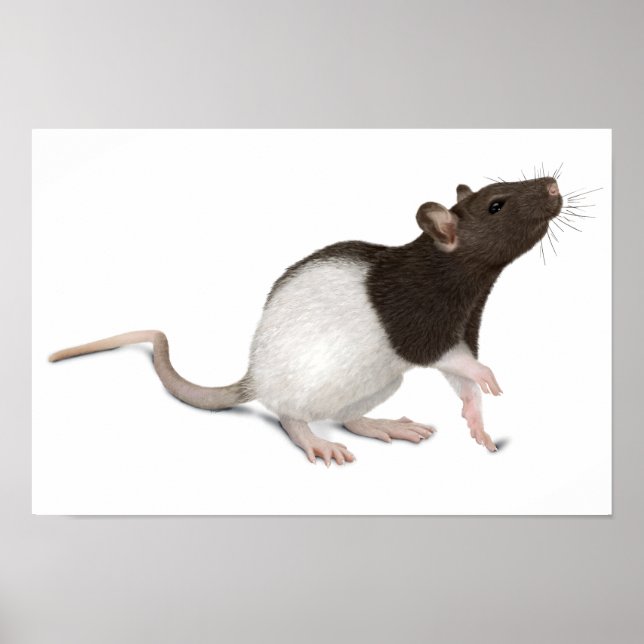 Pôster Pet Rat Painting (Frente)