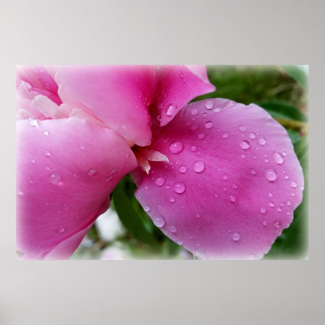 Poster pétala vadia na chuva (Frente)