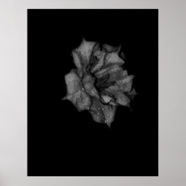 Poster Pétalas Beijadas na Escuridão