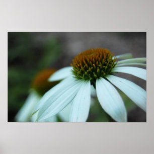 Pôster Pétalas brancas, Flor (poster impressão)