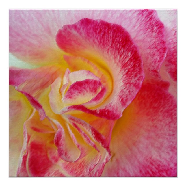 Pôster pétalas cor-de-rosa amarelas (Frente)