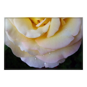 Pôster Pétalas cor-de-rosa amarelas