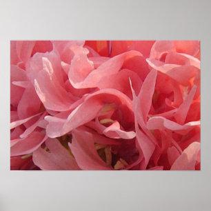 Pôster Pétalas cor-de-rosa da papoila