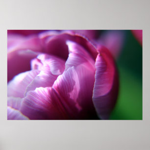 Pôster Pétalas da tulipa