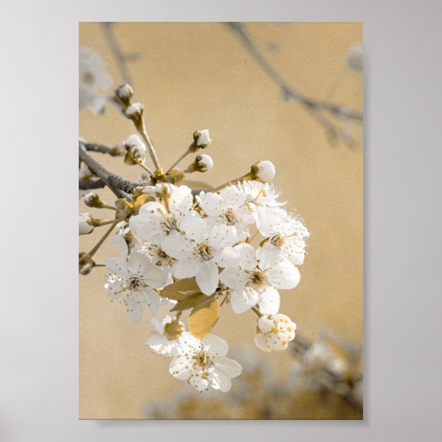 Poster Pétalas de Blossomas de Cereja de Primavera da Pro (Frente)
