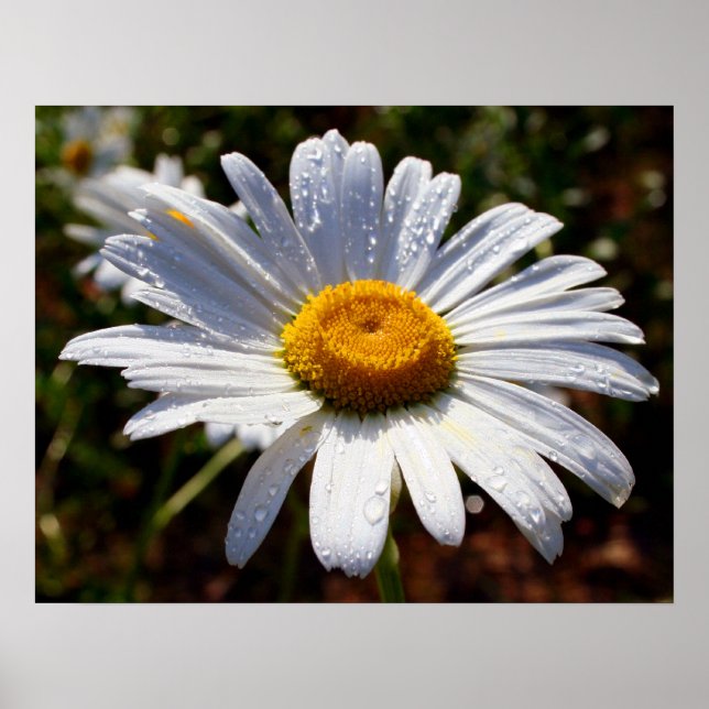 Pôster Pétalas De Branco (Frente)