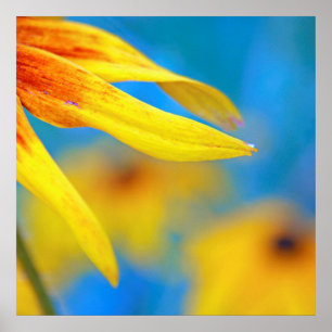 Poster Pétalas de Flor Amarelo Rudbeckia no Azul Sky