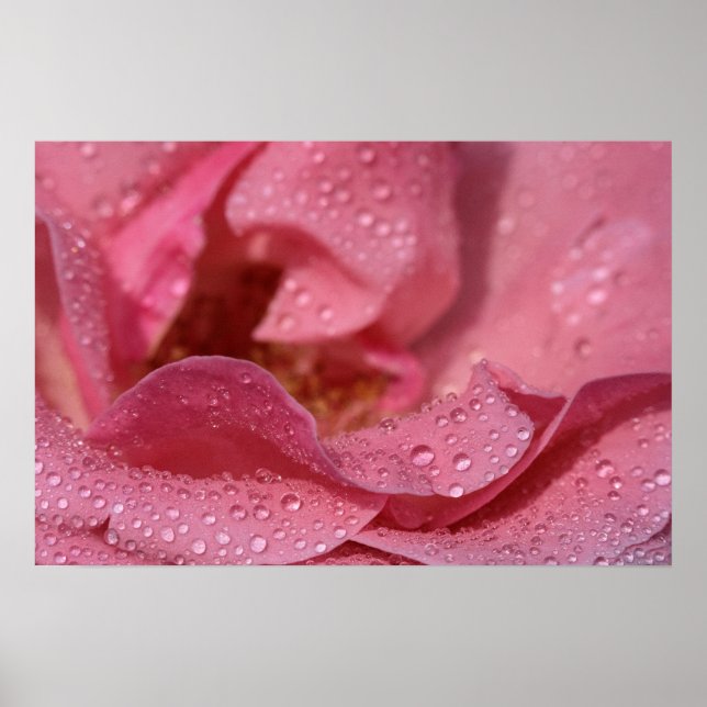 Pôster Pétalas de Rosa Após a Chuva Fotografia (Frente)
