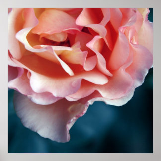 Poster Pétalas de Rosa Rosa Delicada Macro Abstrato