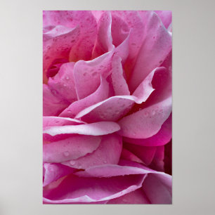 Poster Pétalas de Rosa Rosa e Gotículas de Orvalho no Car