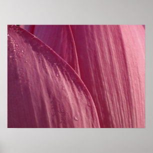 Poster Pétalas Flor de Lótus Rosa Floral