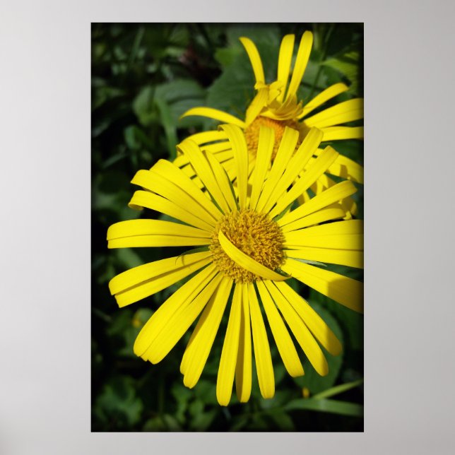 Poster pétalas rebeldes (Frente)