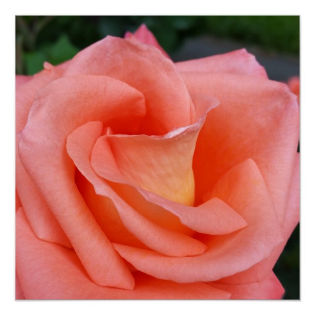 Pôster pétalas rosa rosa rosa rosa (Frente)