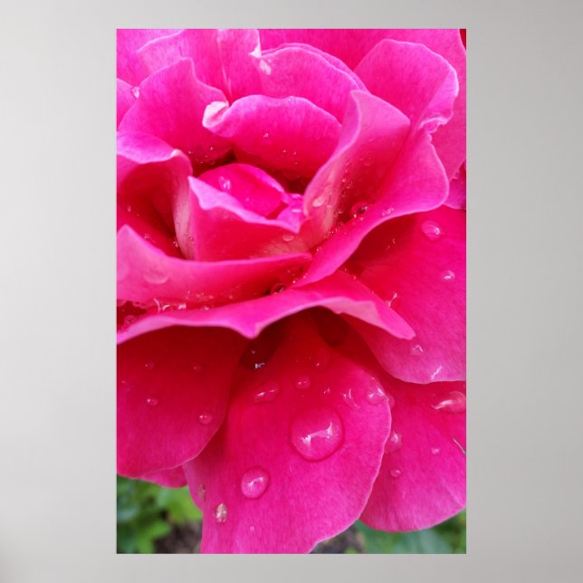 Pôster pétalas rosa rosa rosa rosa (Frente)