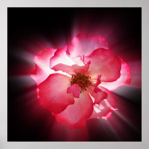 Pôster pétalas vermelhas claras