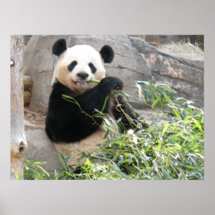 Pôster Petisco da panda