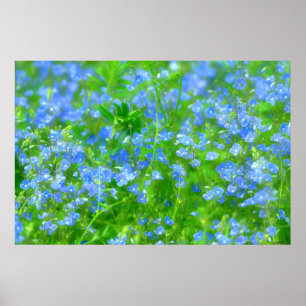 PÔSTER PETITES FLEURS BLEUES
