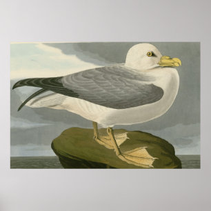 Poster Petrel de Fulmar