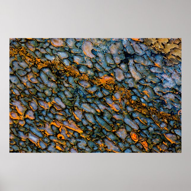 Poster Petrified Dinosaur Bone (Frente)