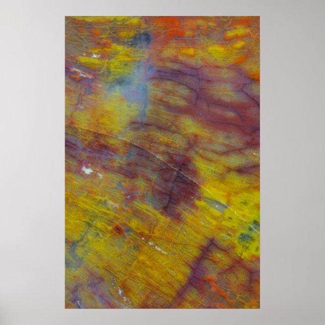 Poster Petrified Wood (Frente)