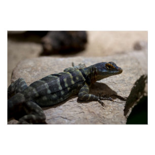 Pôster Petrosaurus thalassinus