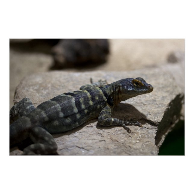 Pôster Petrosaurus thalassinus (Frente)