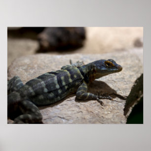 Pôster Petrosaurus thalassinus