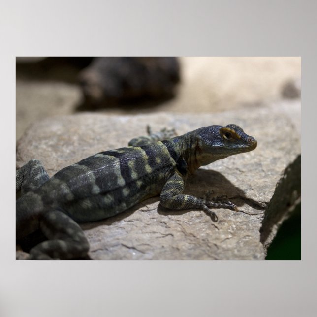 Pôster Petrosaurus thalassinus (Frente)