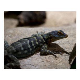 Pôster Petrosaurus thalassinus