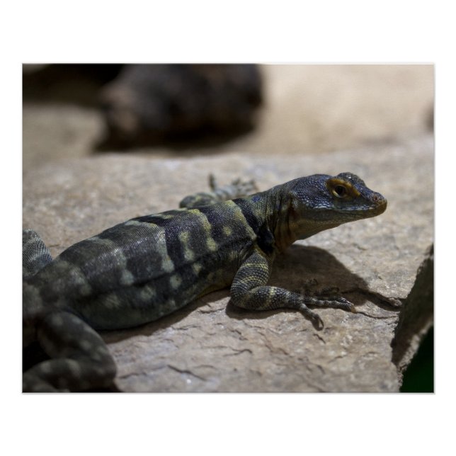 Pôster Petrosaurus thalassinus (Frente)