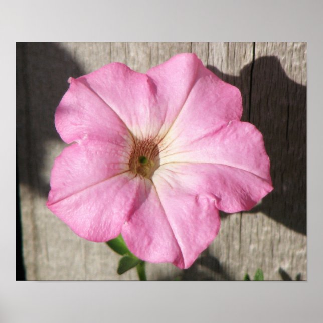 Pôster Petunia rosa (Frente)