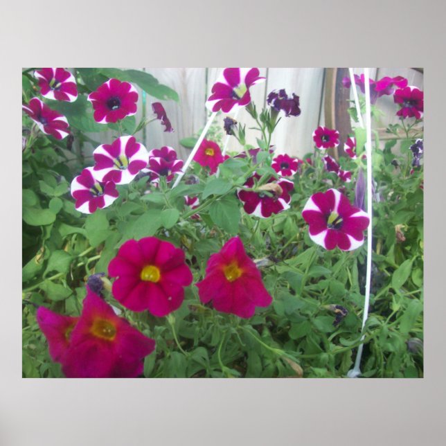Poster Petunias Rosa (Frente)