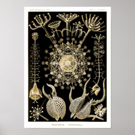 Poster Phaeodaria | 61 Dourado | Ernst Haeckel |