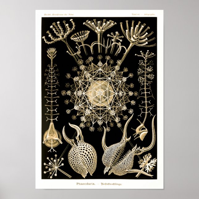 Poster Phaeodaria | 61 Dourado | Ernst Haeckel | (Frente)