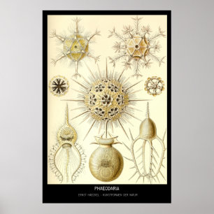 Poster Phaeodaria - der Natur da placa 1-Kunstformen