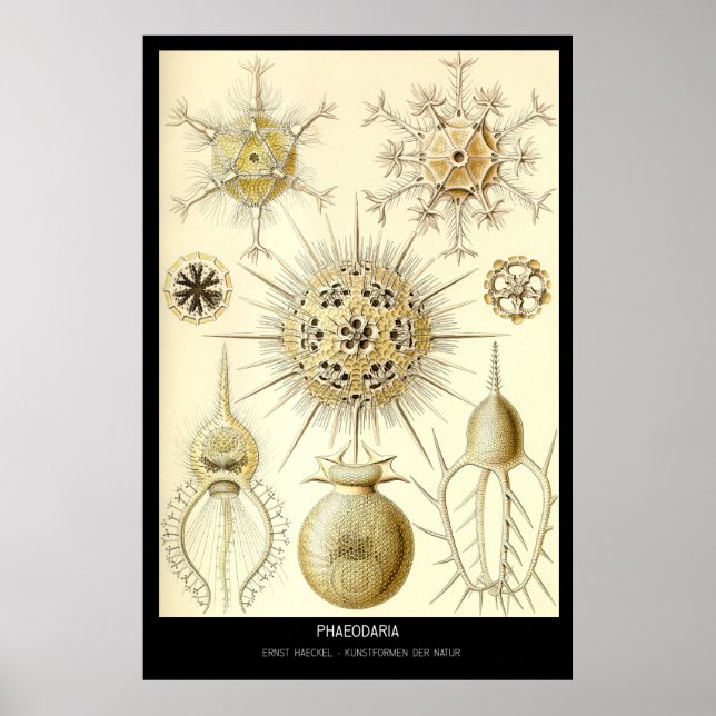 Poster Phaeodaria - Placa 1-Kunstformen der Nature (Frente)