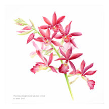 Phaiocalanthe Parkside red orchid watercolor art