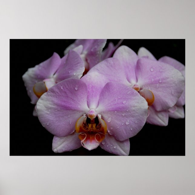 Poster Phalaenopsis Orchids (Frente)