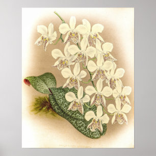 Poster Phalaenopsis stuartiana Orchid