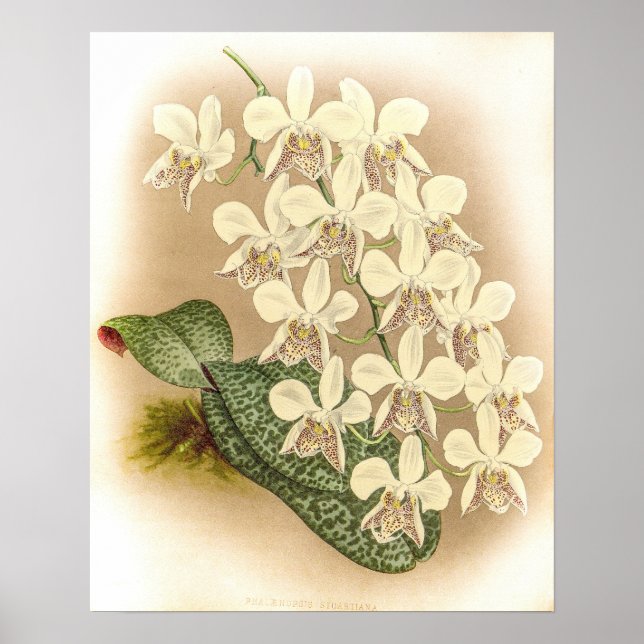Poster  Phalaenopsis stuartiana Orchid (Frente)