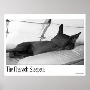 Poster Pharaoh Hound Faroah Sleepeth