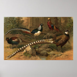 Poster Pheasants Canvas Print