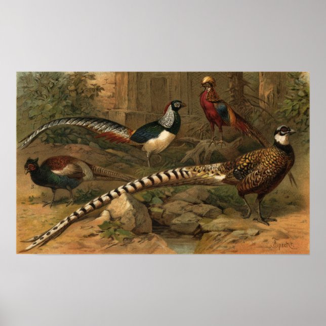 Poster Pheasants Canvas Print (Frente)