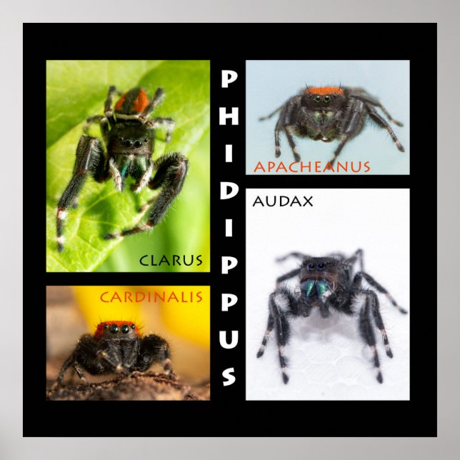 Poster Phidippus saltando aranha (Frente)