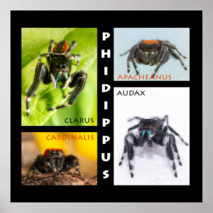 Poster Phidippus saltando em conjunto de aranha