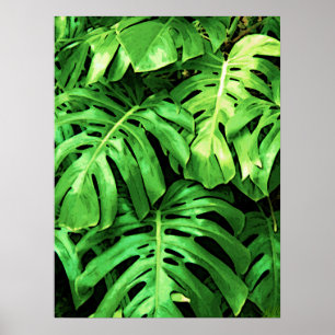 Poster Philodendron tropical de Splitleaf das folhas,