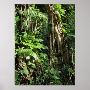 Poster Philodendrons havaianos selvagens