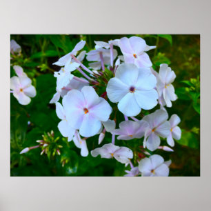 Poster Phlox,